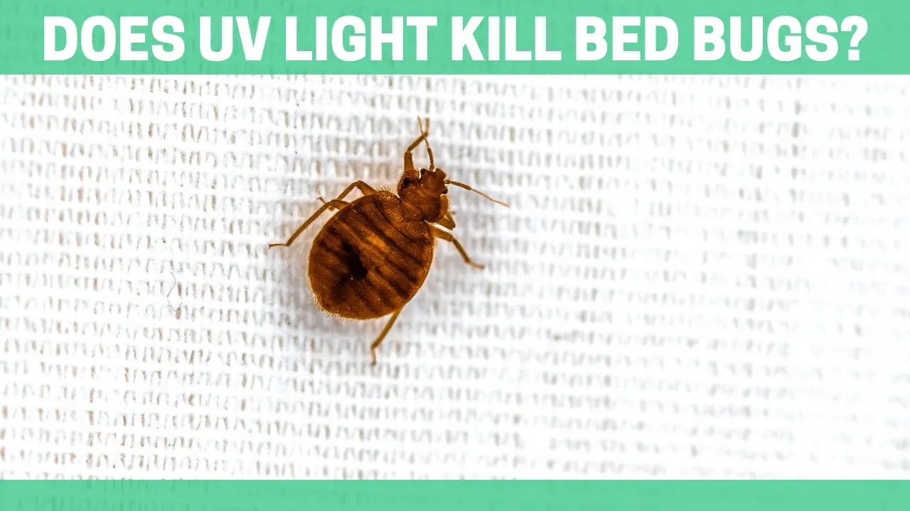 Does-UV-Light-Kill-Bed-Bugs Orgone Energy Australia