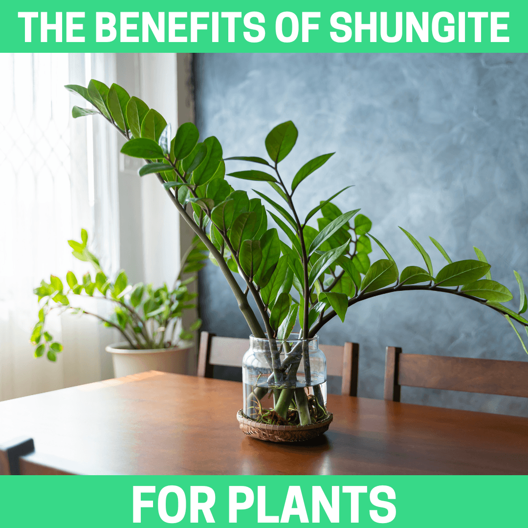 The Benefits of Shungite for Plants - Orgone Energy Australia